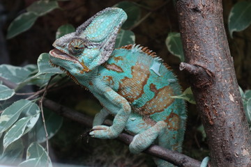 Chamälion auf einem Baum