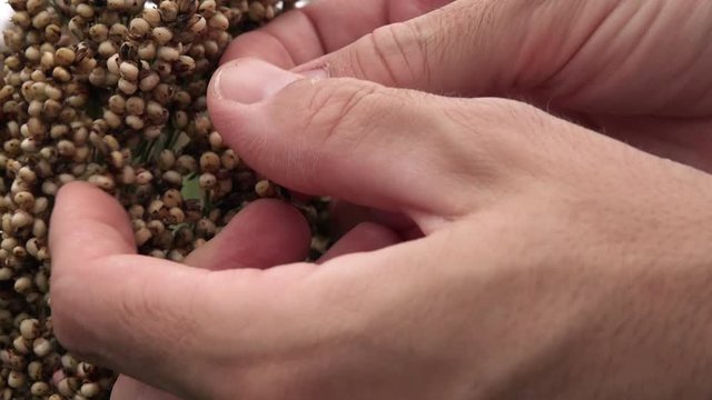 Farmer examining sorghum plant, close up of hand