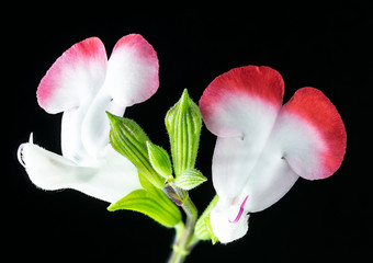 fiore isolato bianco e rosso di salvia ornamentale