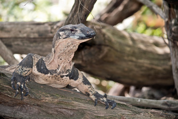 this is a close up of a lace monitor lizard