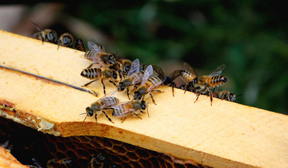 honeybees in apiary