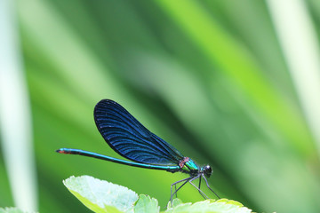 dragonfly on leaf