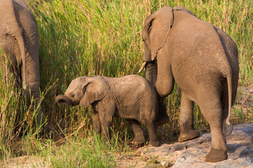 African Elephant
