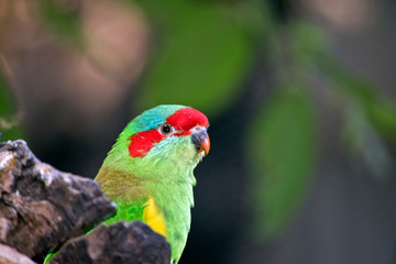 musk lorikeet  perched on a tree