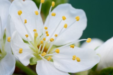 Macro shot of sloe blossom