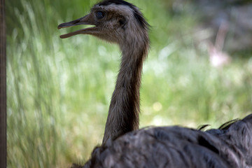 this is a close up of arhea
