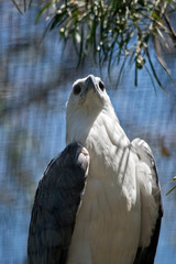 this is a close up  of a sea eagle