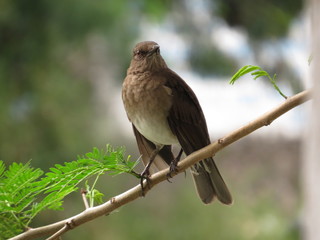 Birds from south america