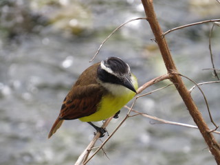 Birds from south america