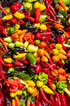 colorful variety of peppers