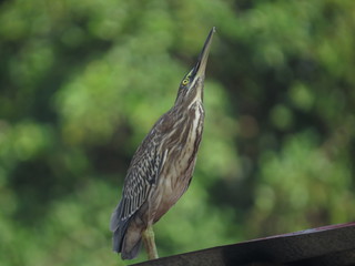 Birds from south america