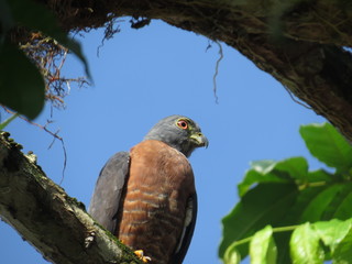 Birds from south america