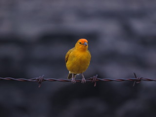 Birds from south america