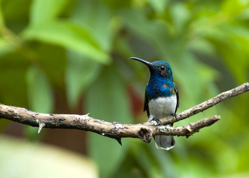 White Necked Jacobin