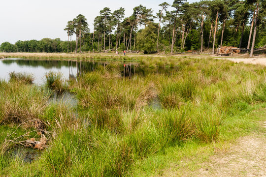 Kogelvangersven at the Kampina
