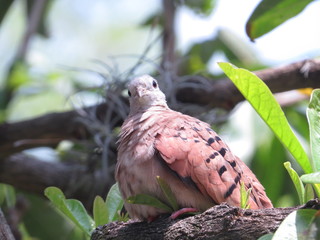 Birds from south america