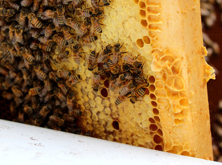 honeybees in apiary