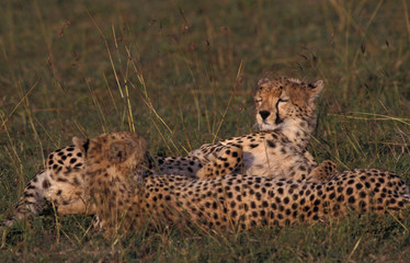 Cheetah Adult Female Laying with Two Young Animals