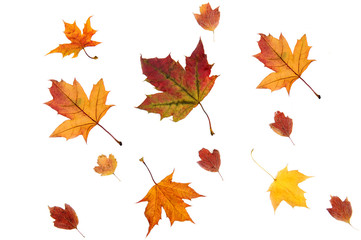 Dried  maple leaves on white background.