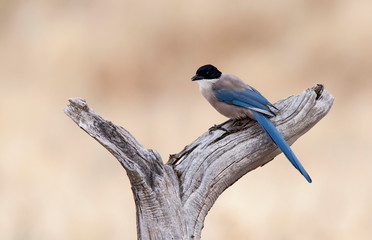 Azure Winged Magpie