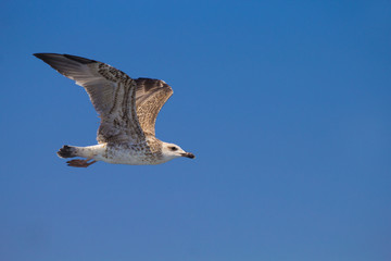 gabbiano in volo