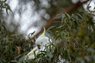 Cockatoo in Tree