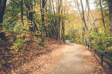 Empty mountain bicycle road in autumn forest (woods). Green and yellow leaves on a trees, fallen leaves on a road. 