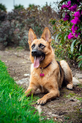 german shepherd dog lying on the grass with his tongue out and with a fuchsia flower