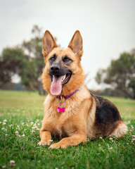 german shepherd dog lying on the grass with his tongue out