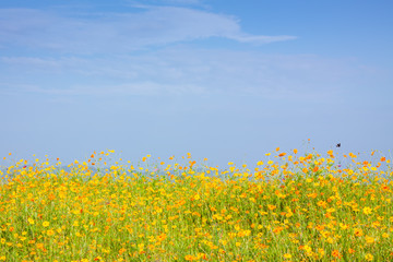 Cosmos flowers blooming