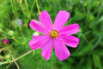 Fototapeta premium Blume