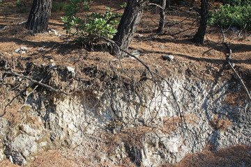 Eroded white rock surface partly covered with fallen pine needles