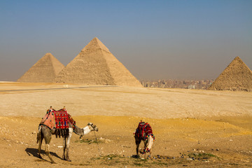 Camels grazing in the desert in front of the Great Pyramids of Giza with Giza and Cairo in the background