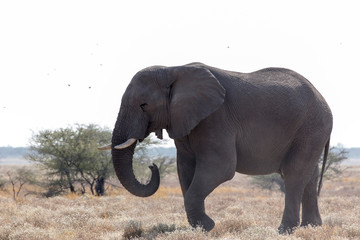 Obraz premium A giant african elephant