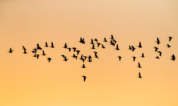 Wintering Flock Pink Footed Geese (Anser Brachyrhynchus) in Norfolk