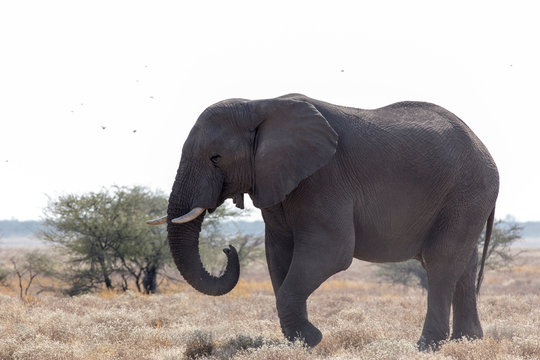 A giant african elephant