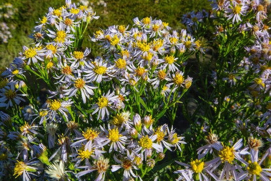 Sea Aster