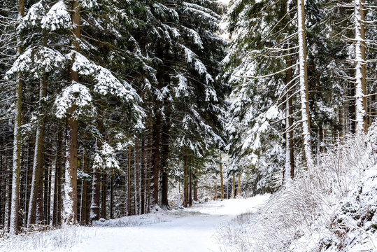 Winter in den Karparten in Polen