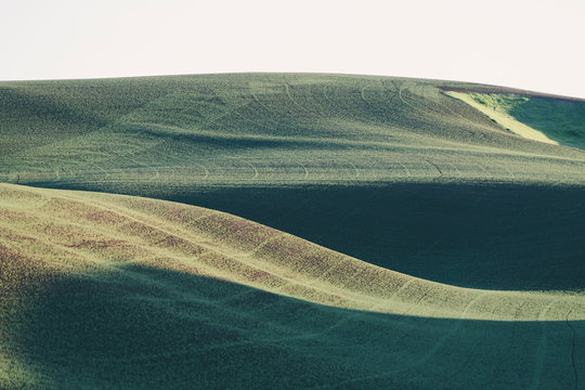 Rolling hills of freshly planted summer wheat, dawn