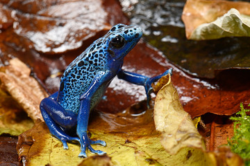 Blauer Baumsteiger (Dendrobates tinctorius azureus) - Blue poison dart frog - obrazy, fototapety, plakaty