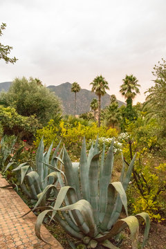 Plants and trees in a garden