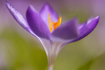 Flowering Early Crocus