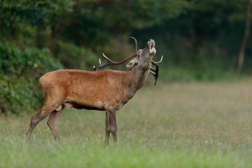 Red deer rutting in the grass 