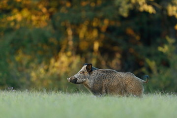 Wild boar in the grass with blurred forest background  with yellow autumn colors 