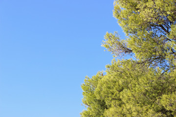 Mediterranean pine trees against clear blue sky horizontal background