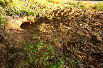 Badger Sett © AGAMI
