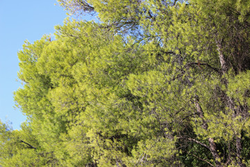 Mediterranean pine trees against clear blue sky horizontal background
