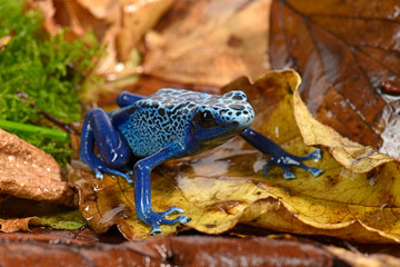 Blauer Baumsteiger (Dendrobates tinctorius azureus) - Blue poison dart frog - obrazy, fototapety, plakaty