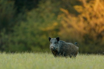 Wild boar in the grass with blurred forest background  with yellow autumn colors 