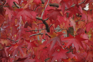 Otoño